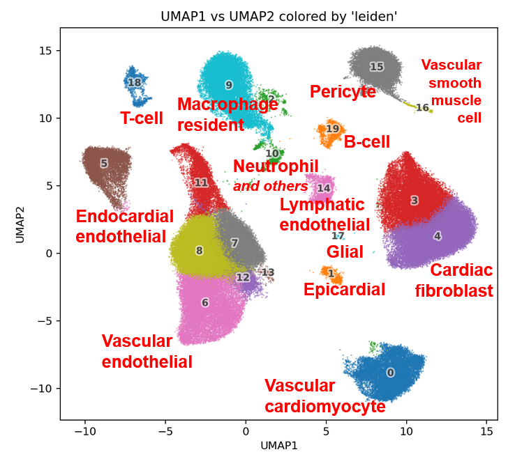 UMAP plot showing annotated cell populations from single-cell transcriptomics data.