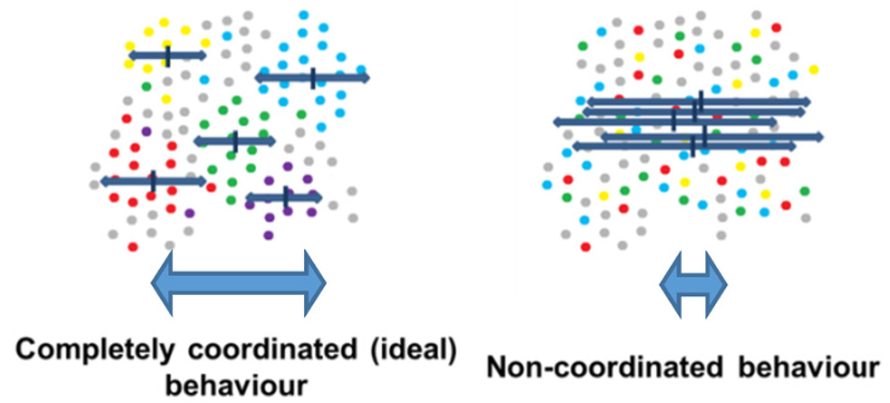 Diagram comparing coordinated and non-coordinated protein behaviour.